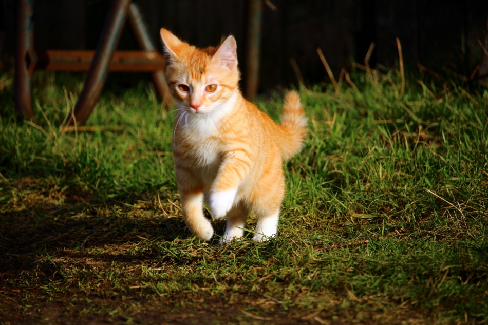 Fuzz McFluffers